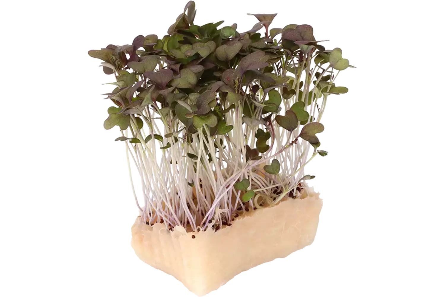 Kyona Mustard cress single kist 18 stuks